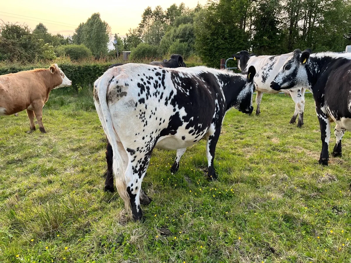 Cows - Image 3