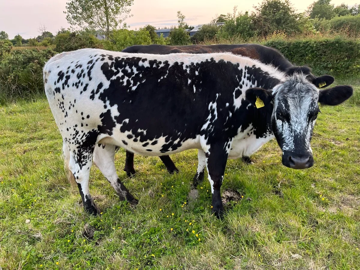 Cows - Image 4