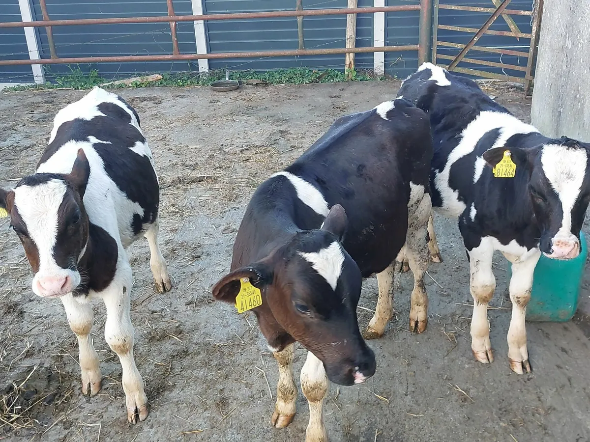 Fresian Bull calves - Image 1