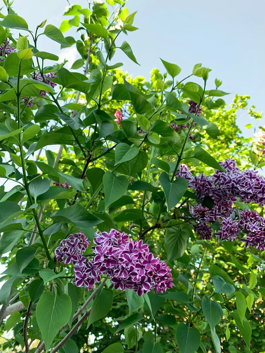 Lilac - Image 1
