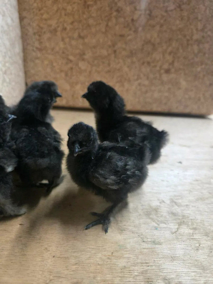 Silkie Chicks for sale - Image 4