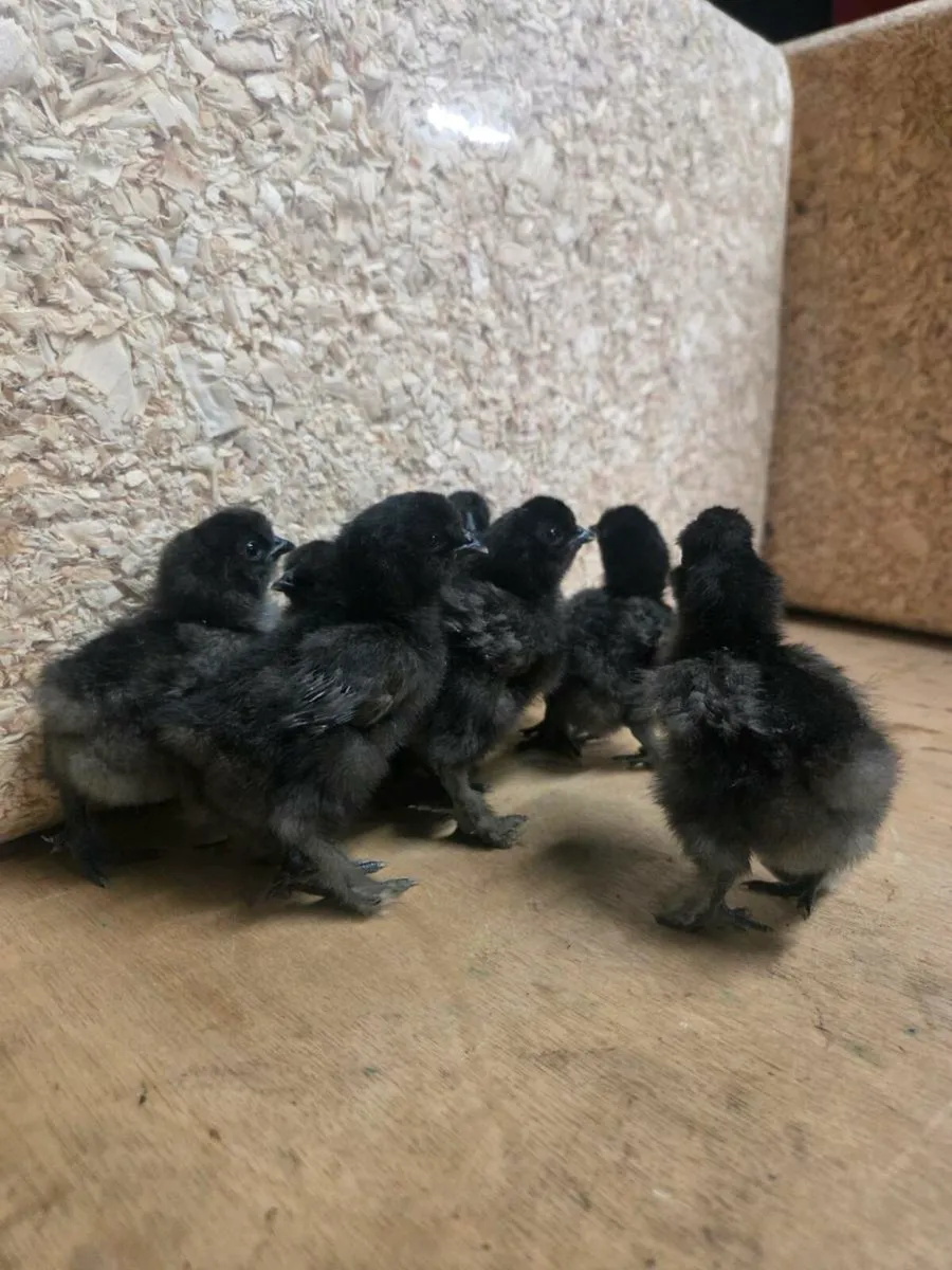 Silkie Chicks for sale - Image 3