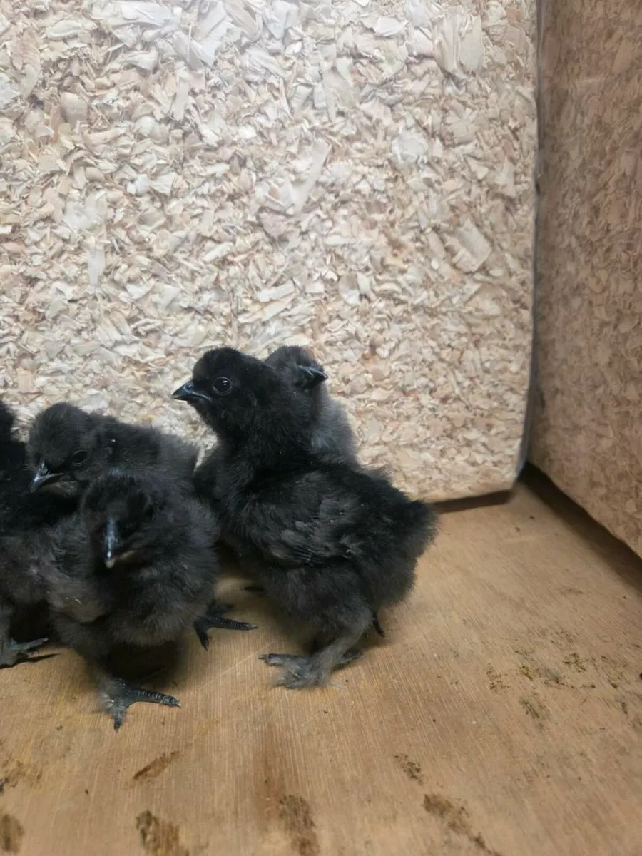 Silkie Chicks for sale - Image 1