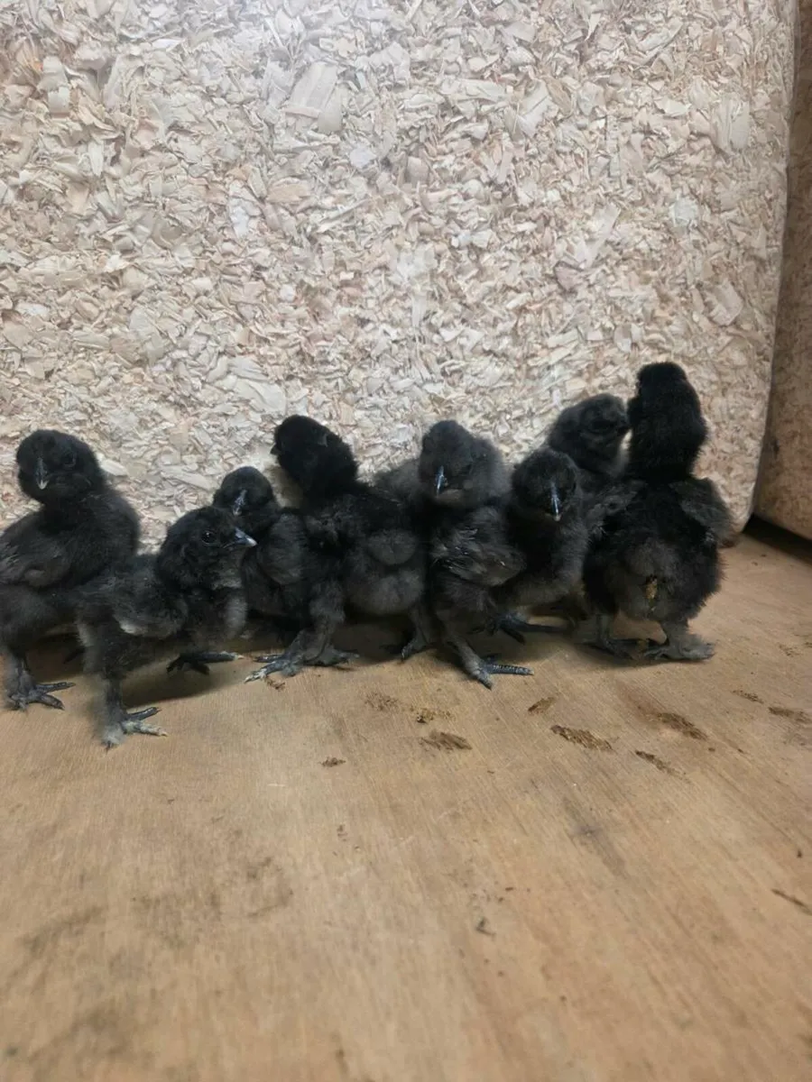 Silkie Chicks for sale - Image 2