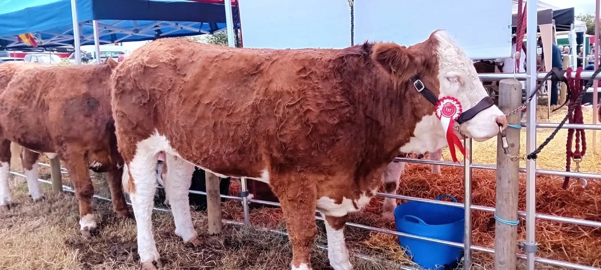 Enniscrone Agricultural Show 2025 - Image 3