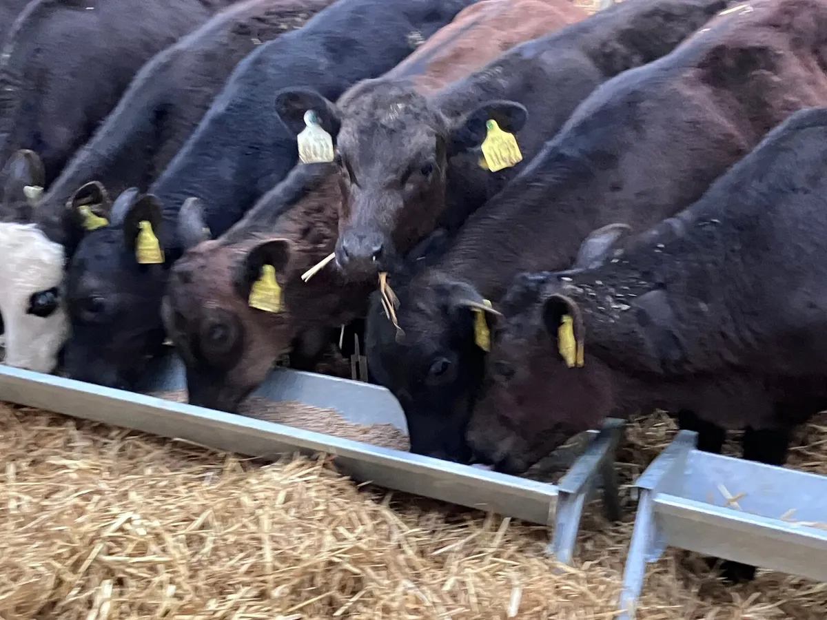 12 grass calves for sale - Image 2