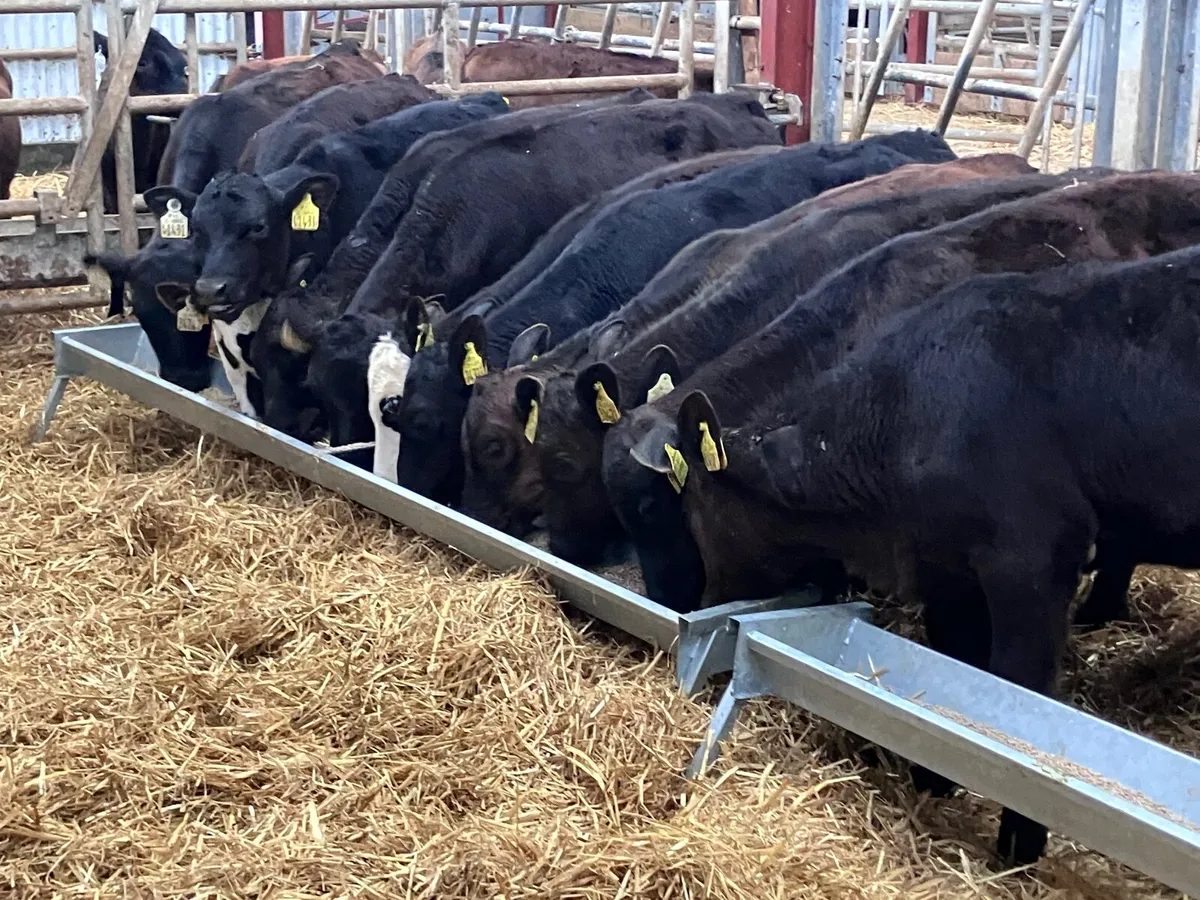 12 grass calves for sale - Image 3