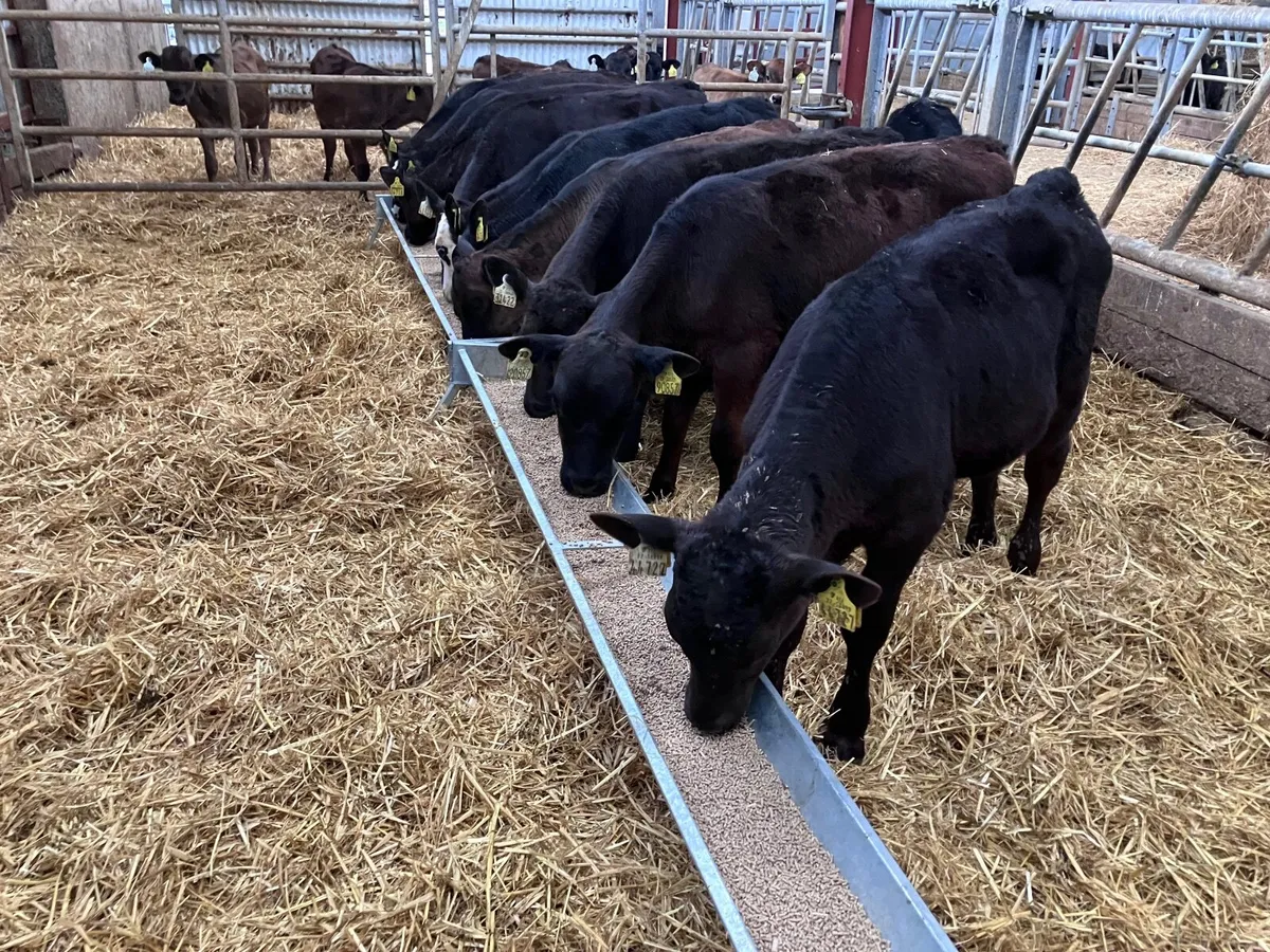 12 grass calves for sale - Image 4