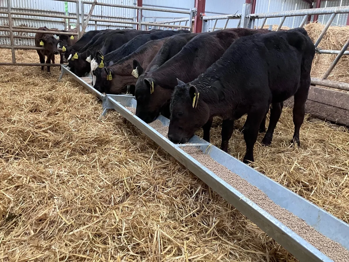 12 grass calves for sale - Image 1