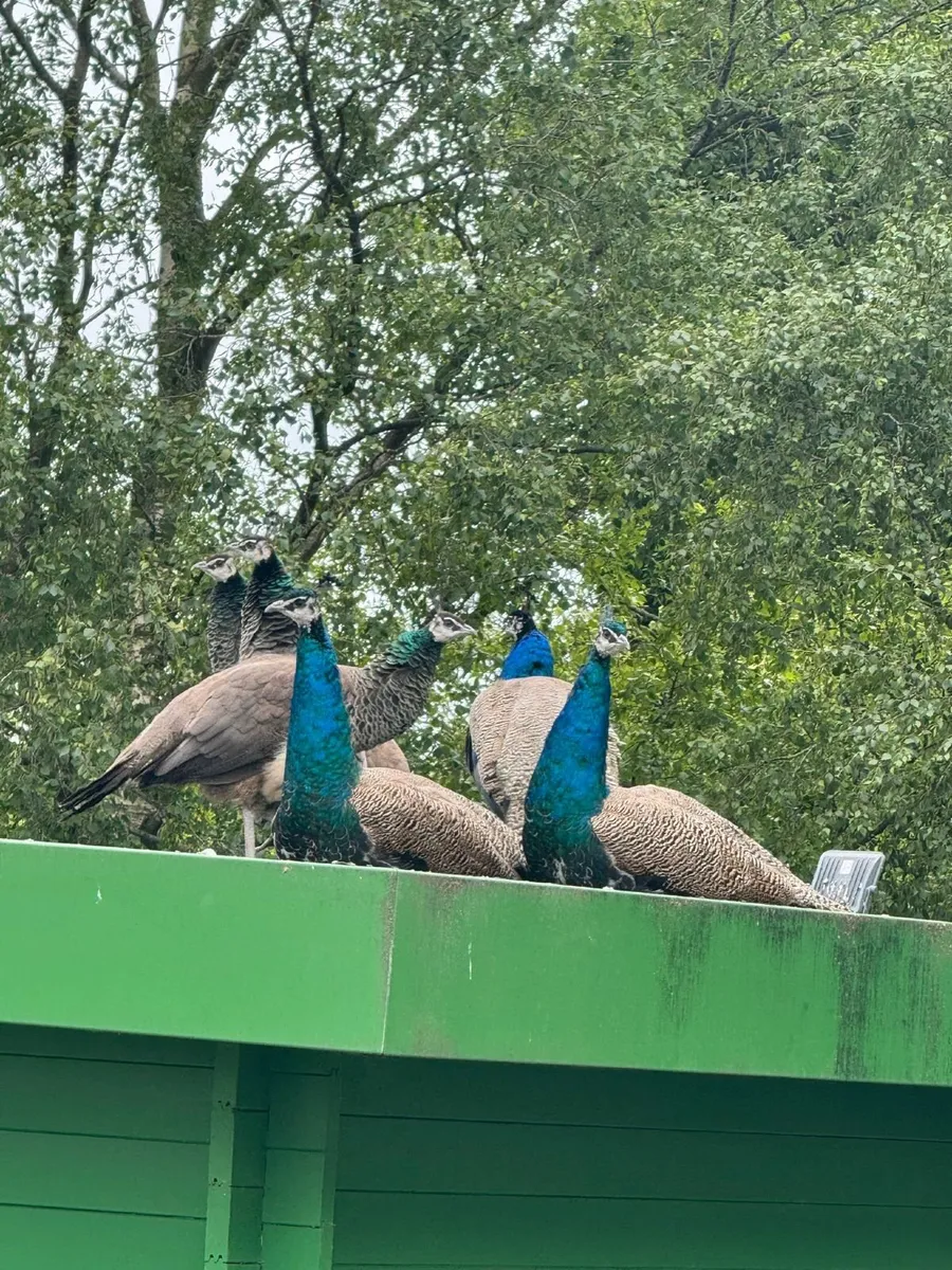 Flock of 7 Young Peacocks (2 Years Old) - Image 1