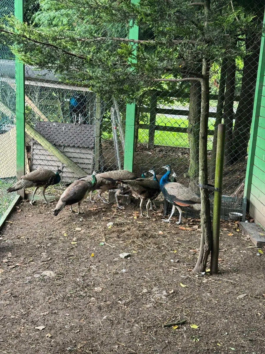 Flock of 7 Young Peacocks (2 Years Old) - Image 2