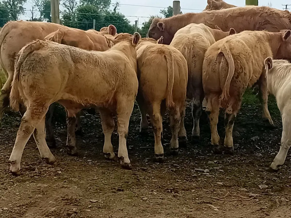 12 Smashing Charlaois Bullocks - Image 1