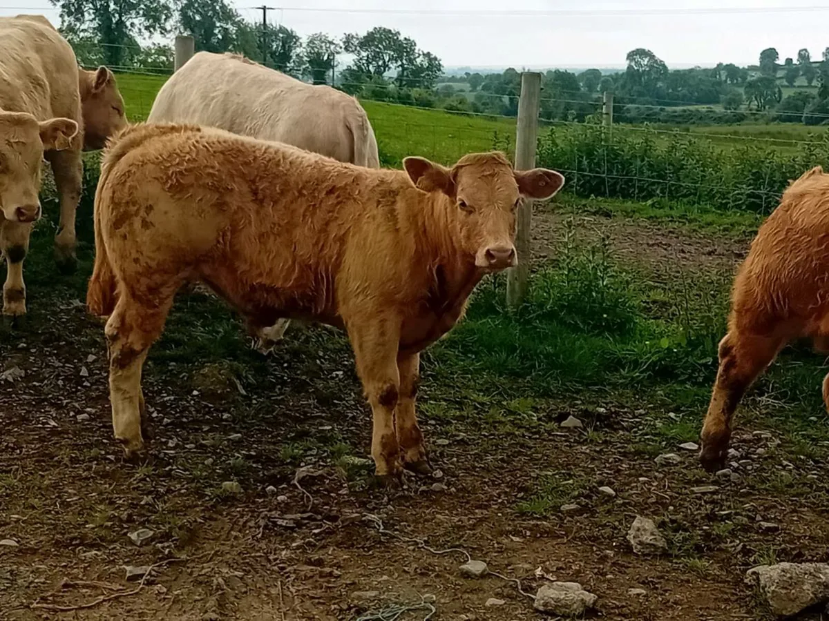 12 Smashing Charlaois Bullocks - Image 2