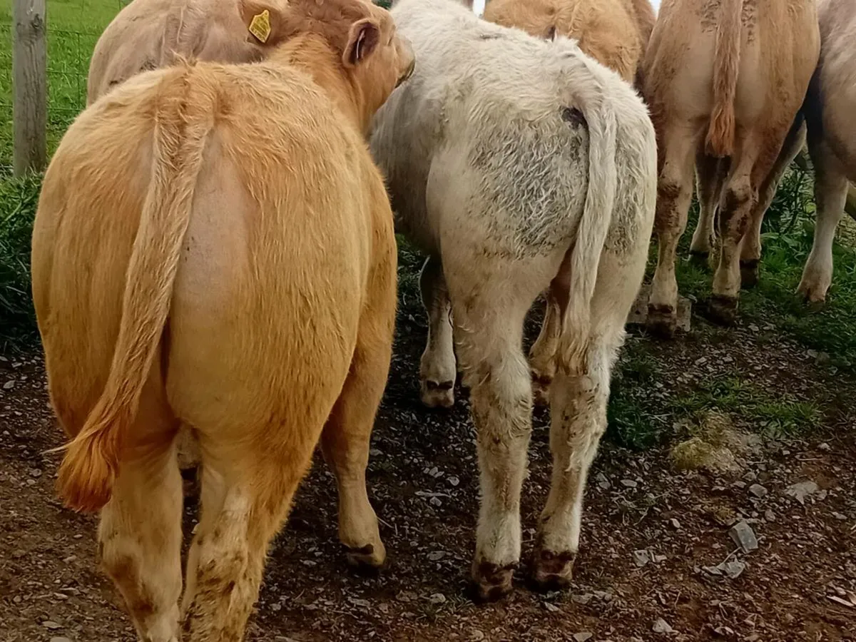 12 Smashing Charlaois Bullocks - Image 3