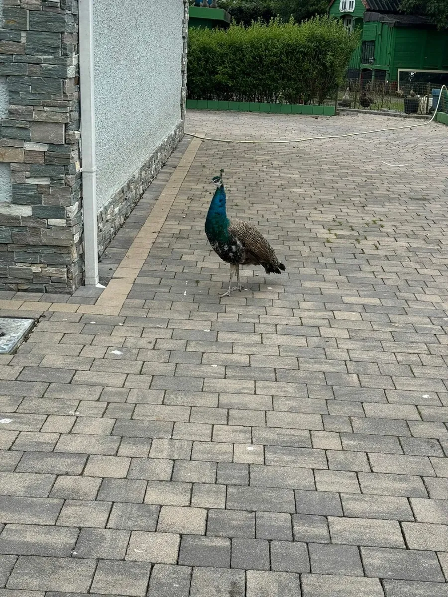 Flock of 7 Young Peacocks (2 Years Old) - Image 4