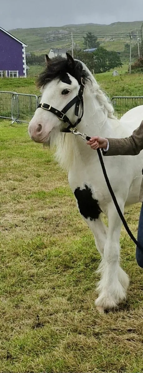 Pony - Image 2