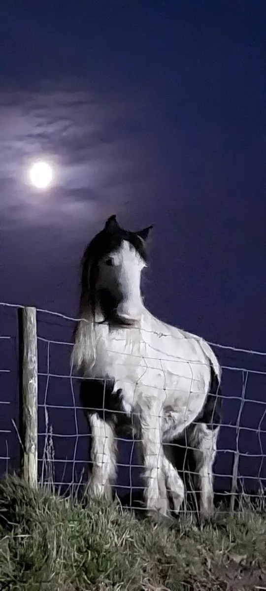 Pony - Image 3