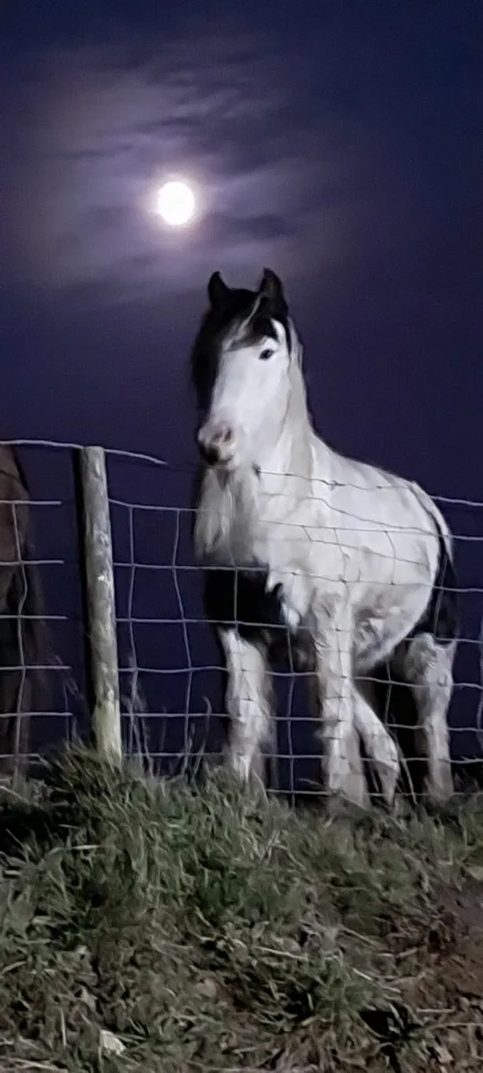 Pony - Image 4
