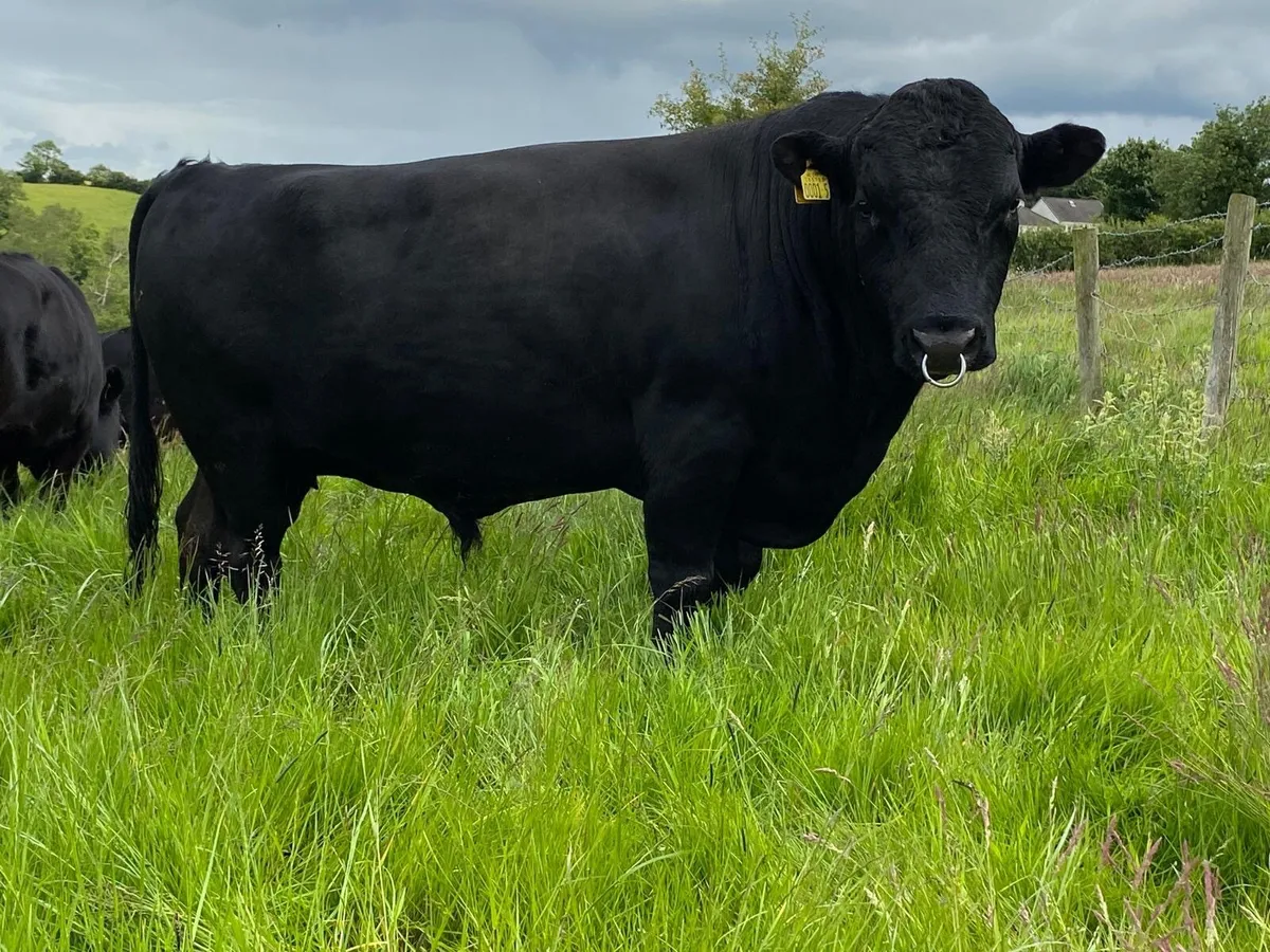Selection of pedigree non short Dexters - Image 1