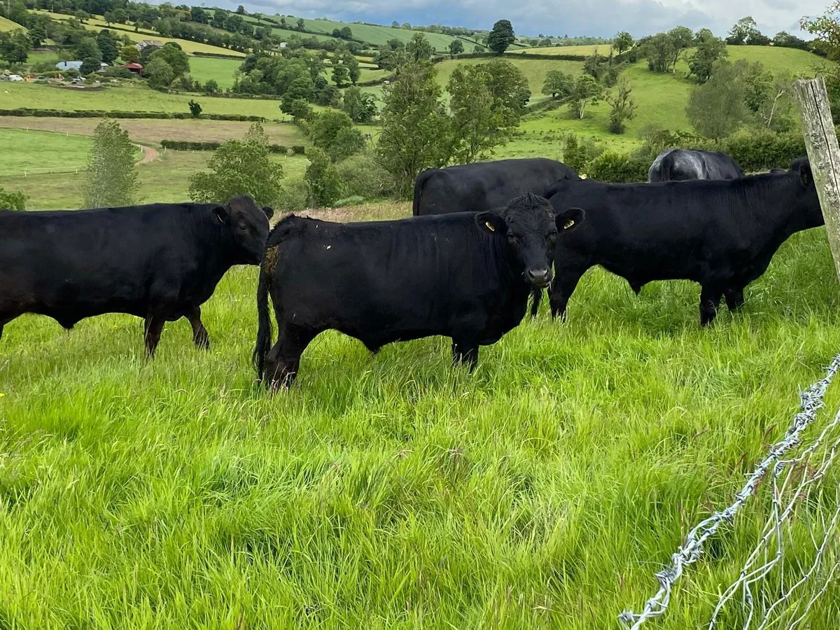Selection of pedigree non short Dexters - Image 3