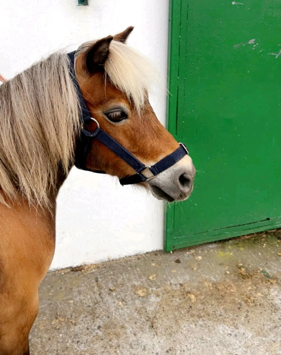 Perfect starter pony - Image 1