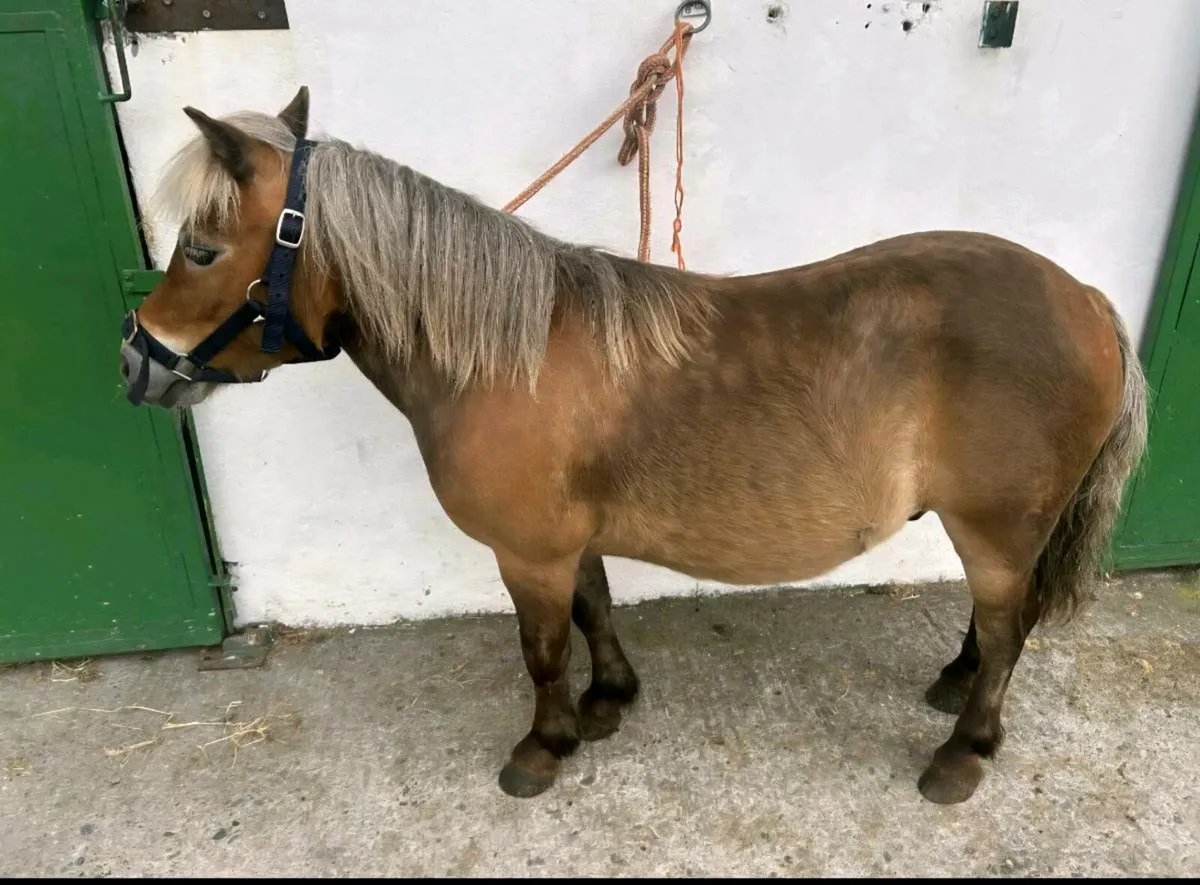 Perfect starter pony - Image 2