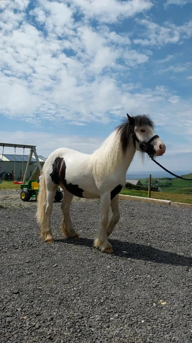 Pony - Image 1