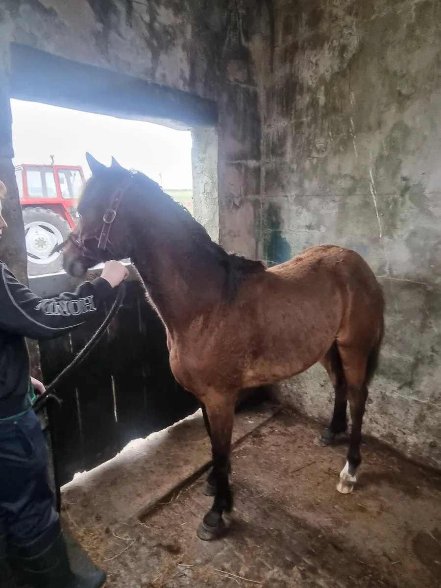 Horses - Image 1