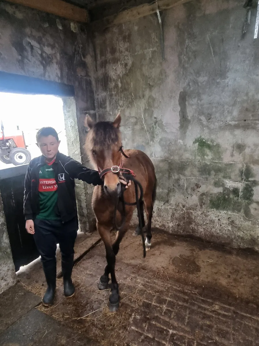 Horses - Image 4