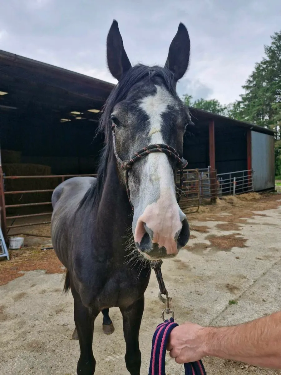 Event type gelding - Image 2