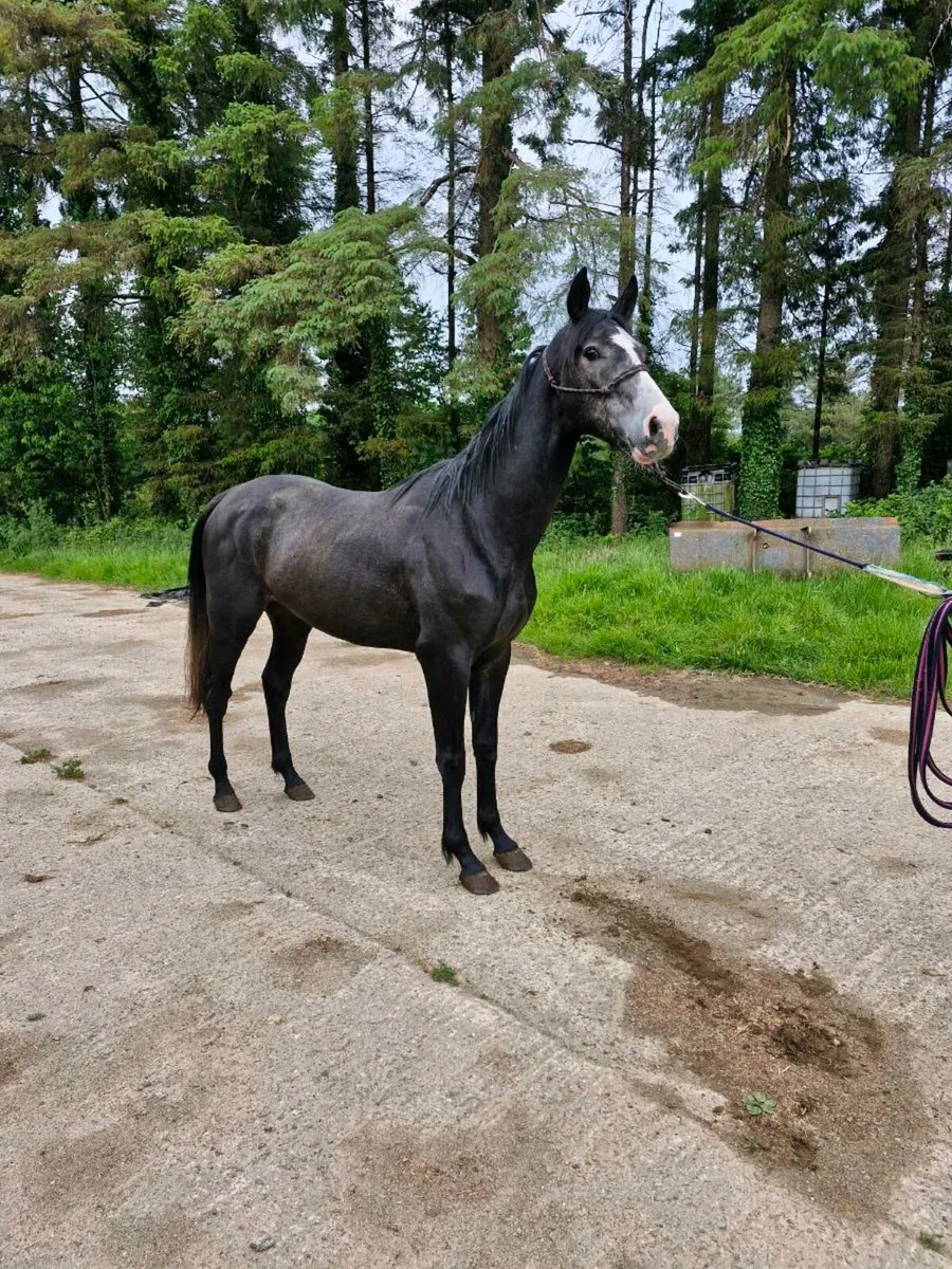 Event type gelding - Image 1