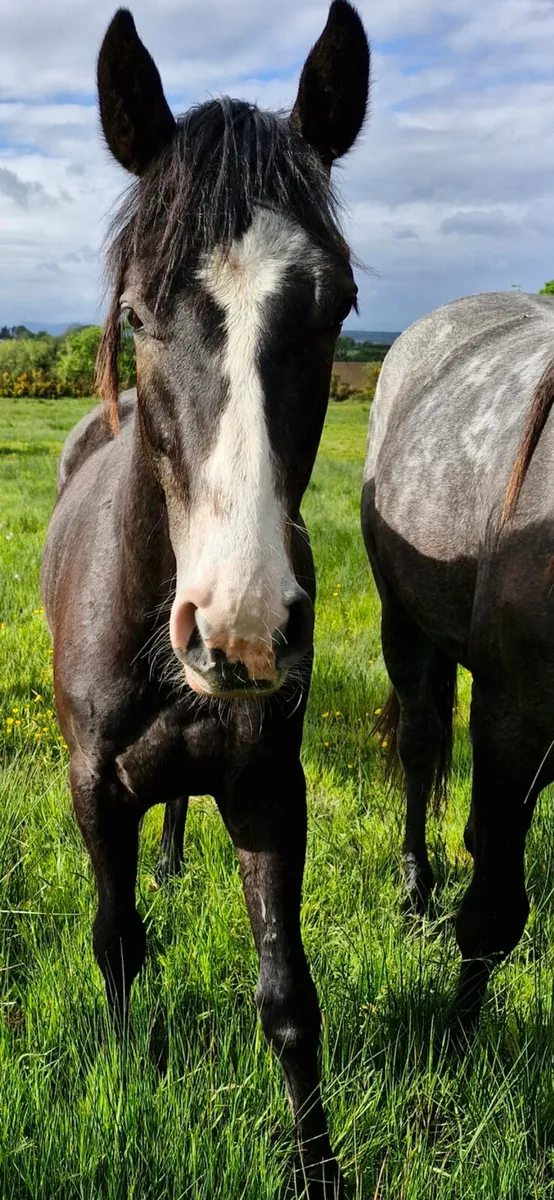Event type gelding - Image 3