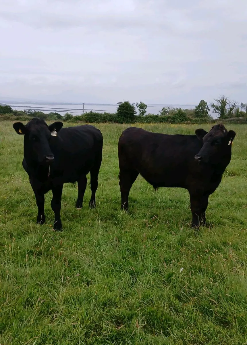 Bullocks - Image 1
