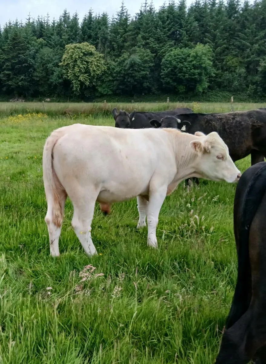 Bullocks - Image 2