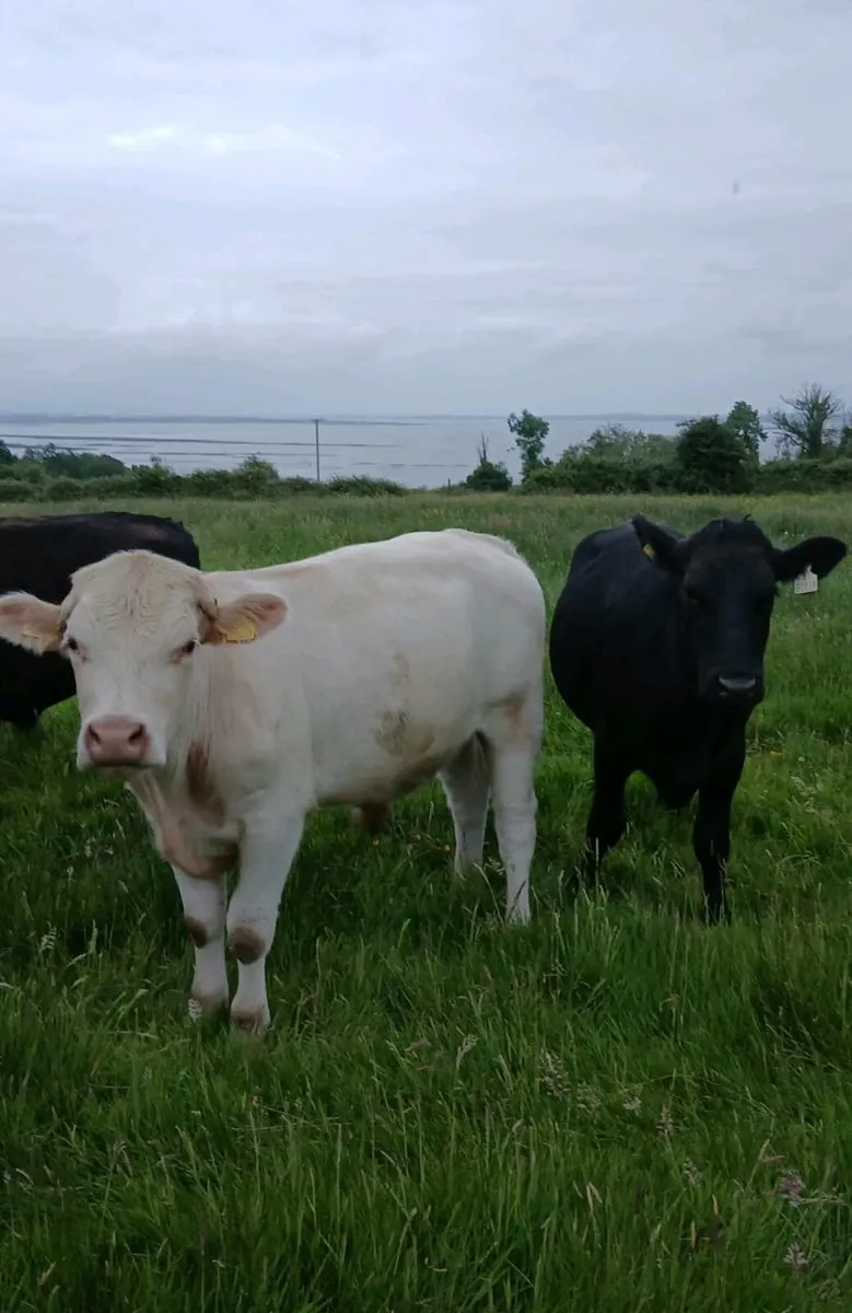 Bullocks - Image 3
