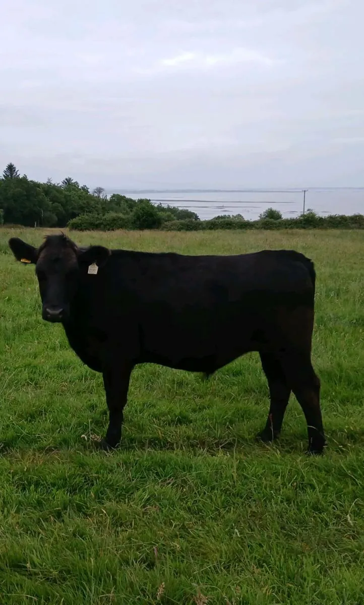 Bullocks - Image 4