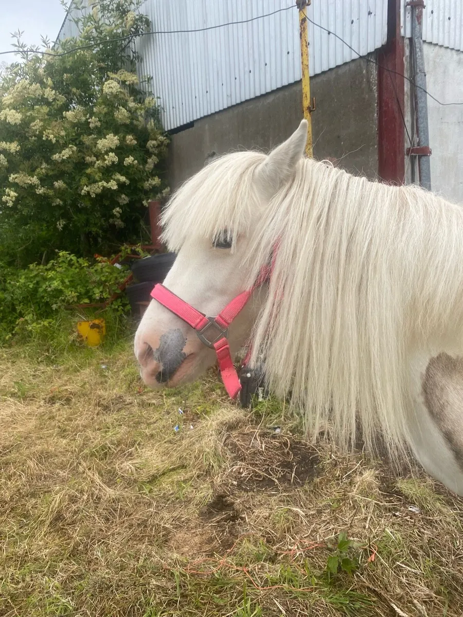 11.1 hands beautiful pony - Image 1