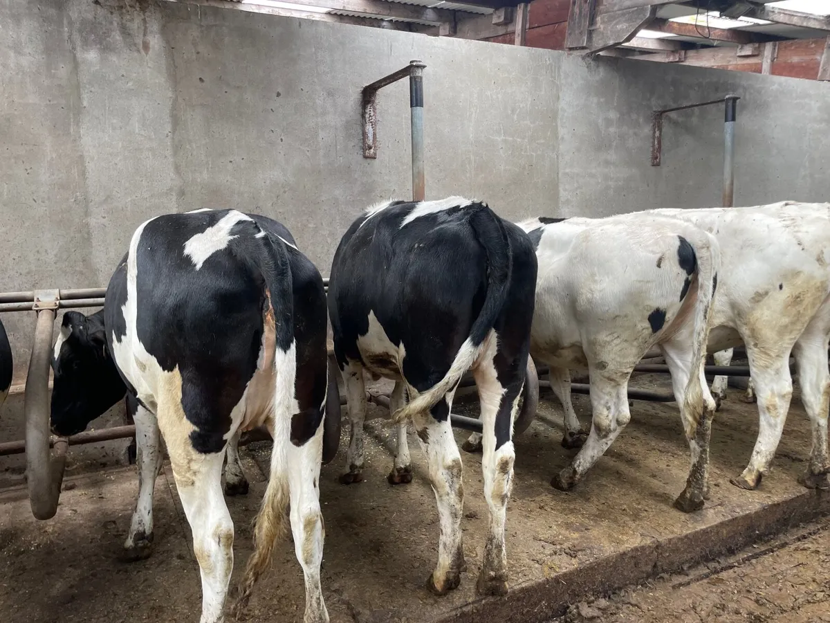 Holstein heifers - Image 2