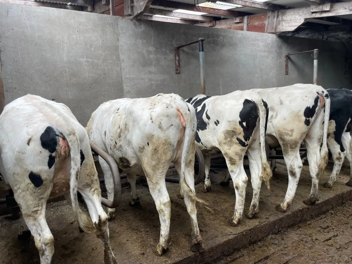 Holstein heifers - Image 4