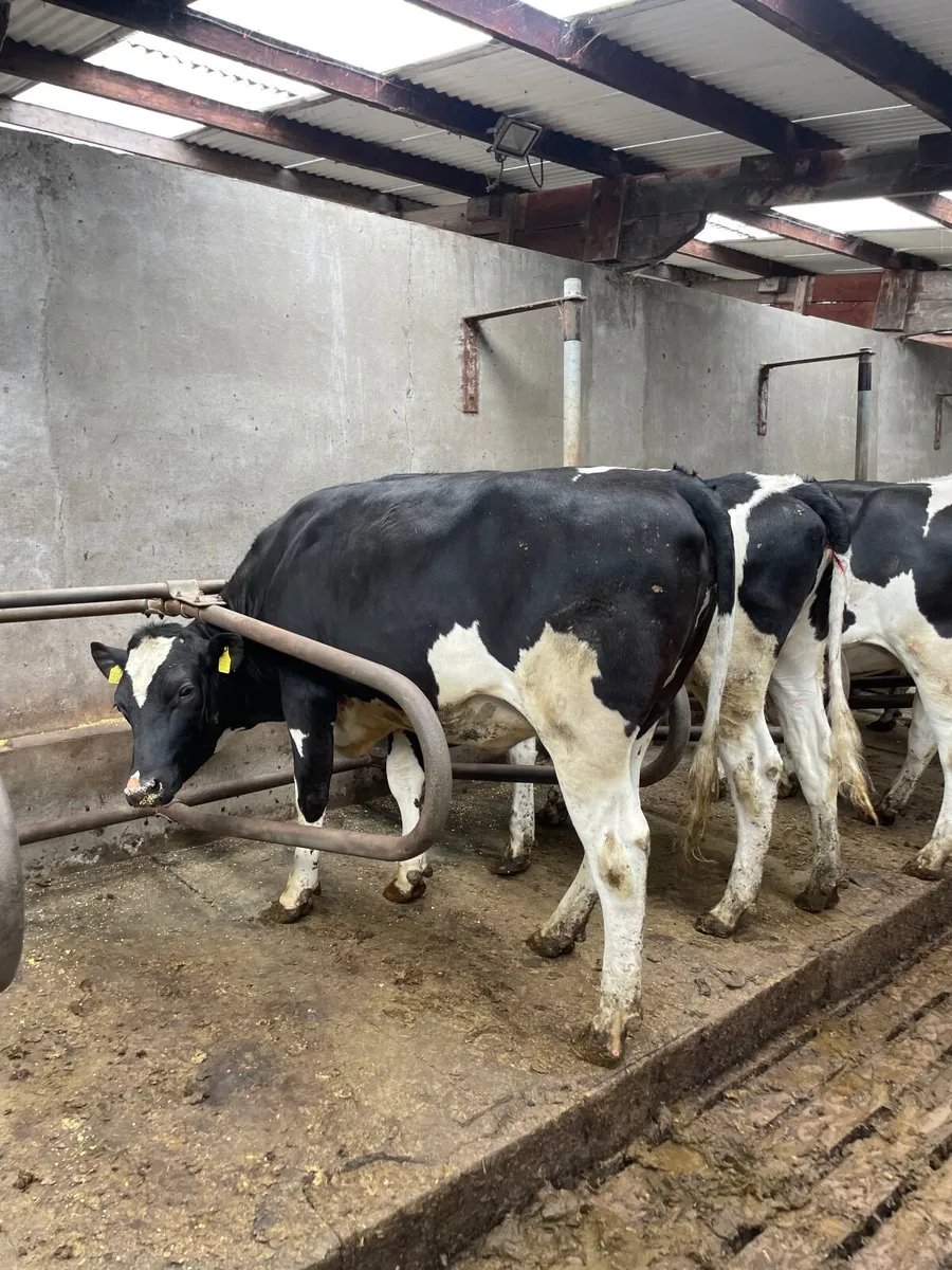 Holstein heifers - Image 1