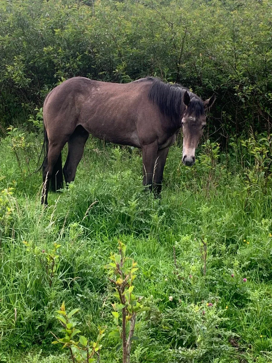 Tb gelding may suit for polo 2 year old - Image 1
