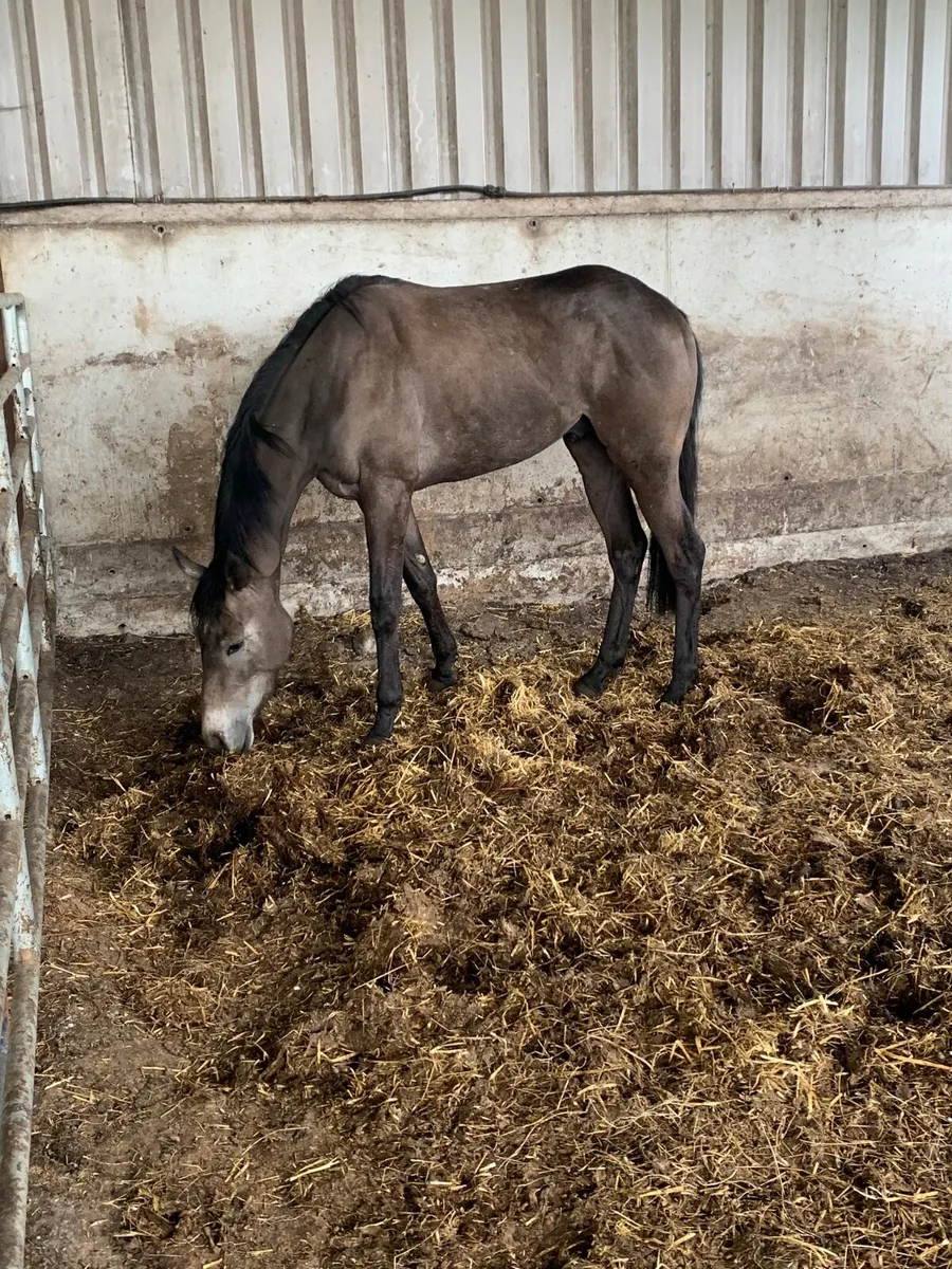 Tb gelding may suit for polo 2 year old - Image 2