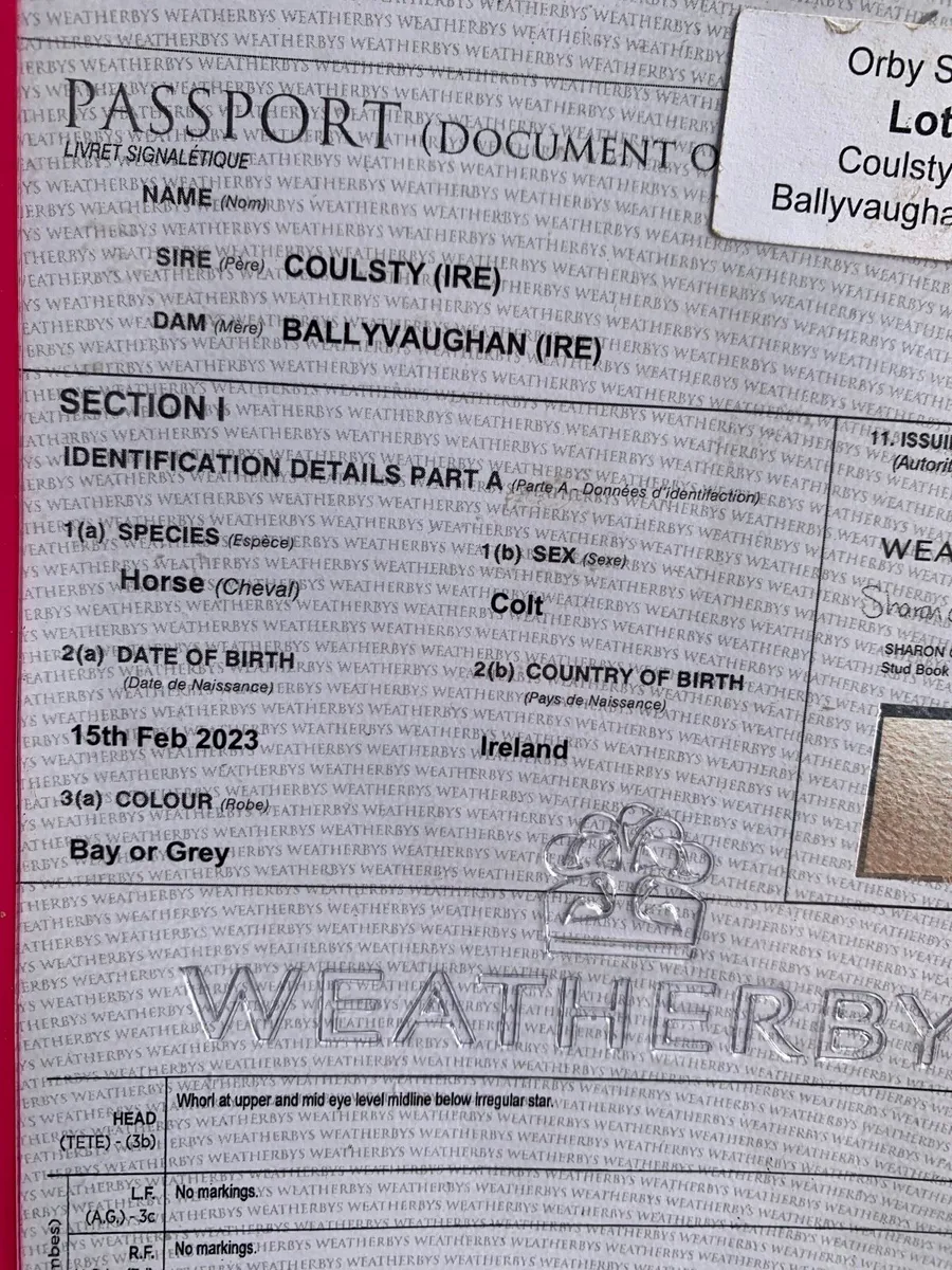 Tb gelding may suit for polo 2 year old - Image 3