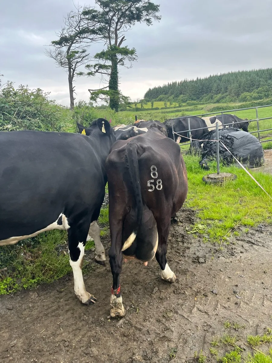 Cow to feed calves - Image 1