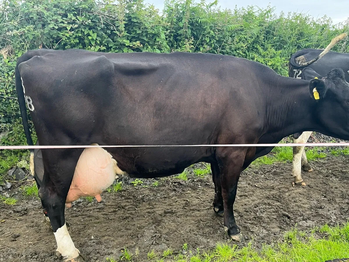 Cow to feed calves - Image 2
