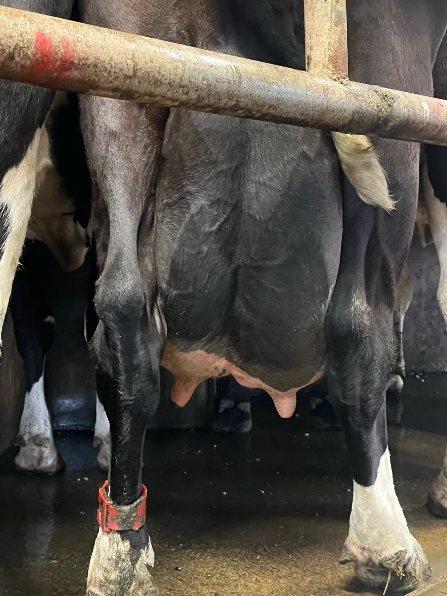 Cow to feed calves - Image 3