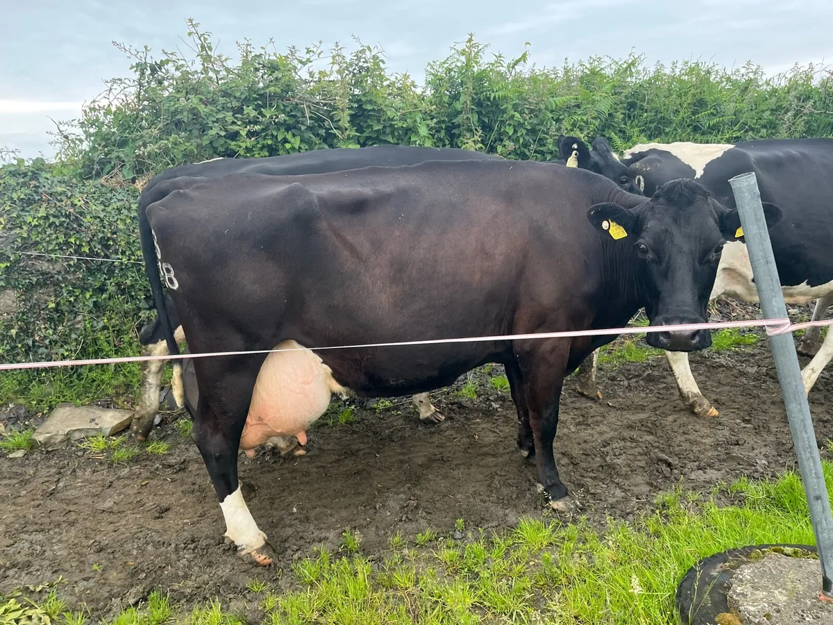 Cow to feed calves - Image 4
