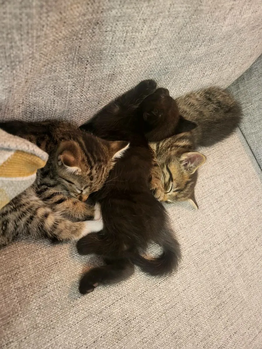 Kittens - Image 1