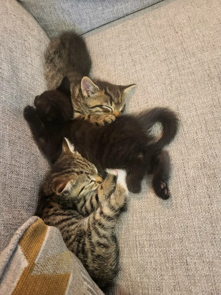 Kittens - Image 2