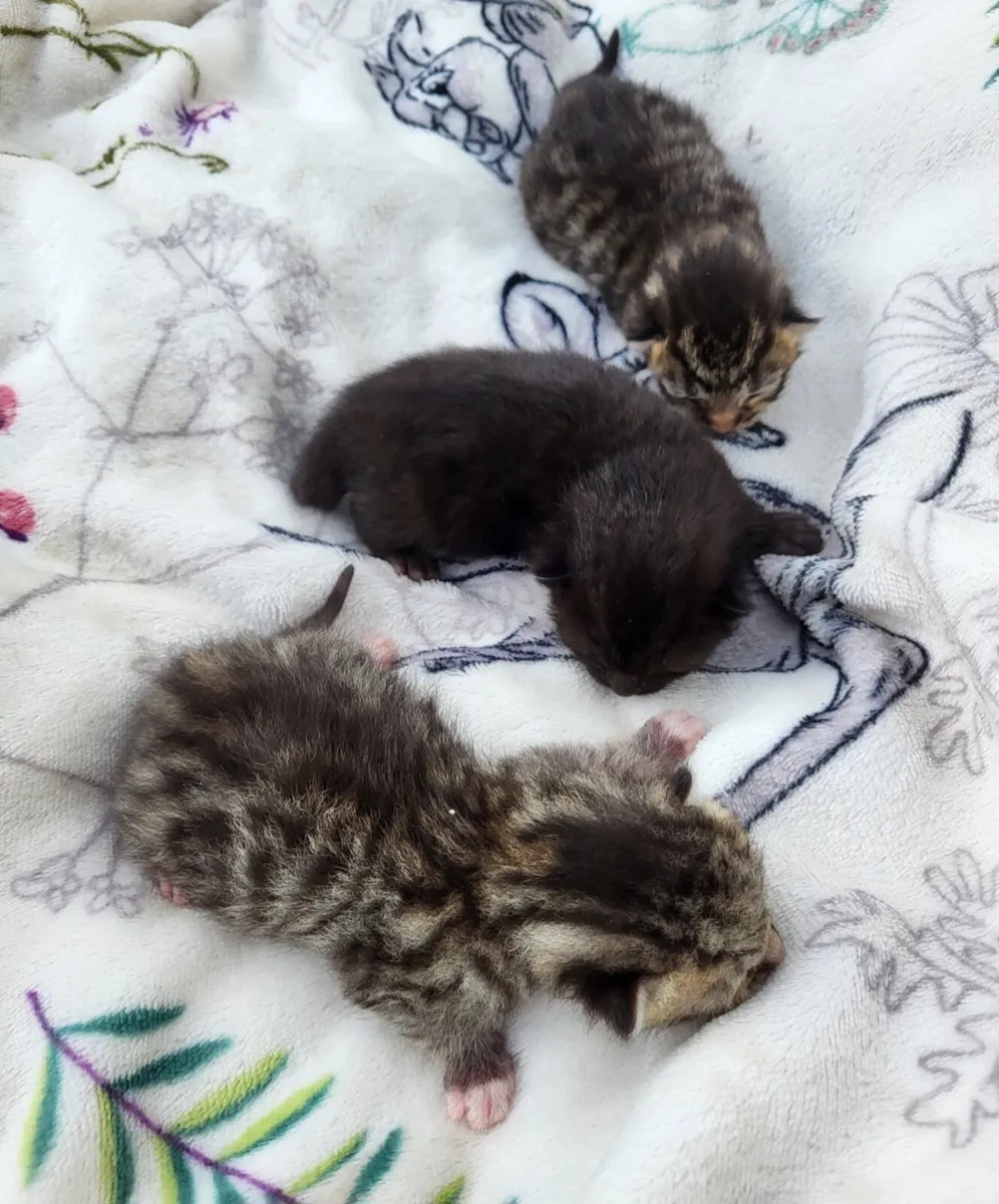 Kittens - Image 3